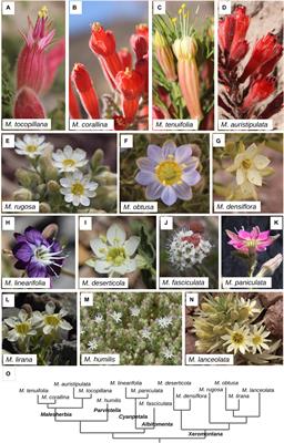 Ontogenetic Base for the Shape Variation of Flowers in Malesherbia Ruiz & Pav. (Passifloraceae)